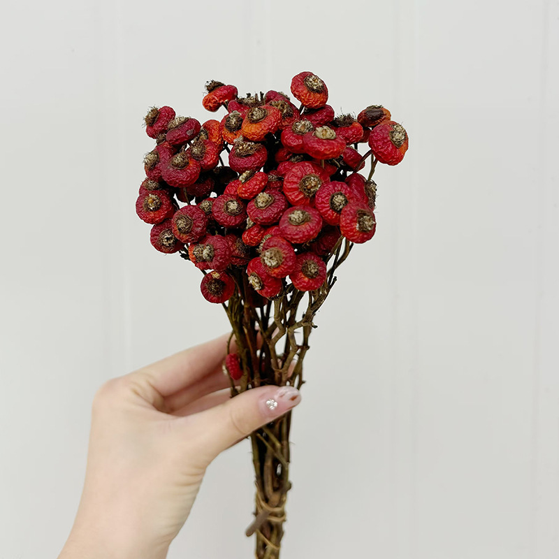 10 sztuk/pęczek Suszone kwiaty – Dried Flower Bulk recenzja i cena