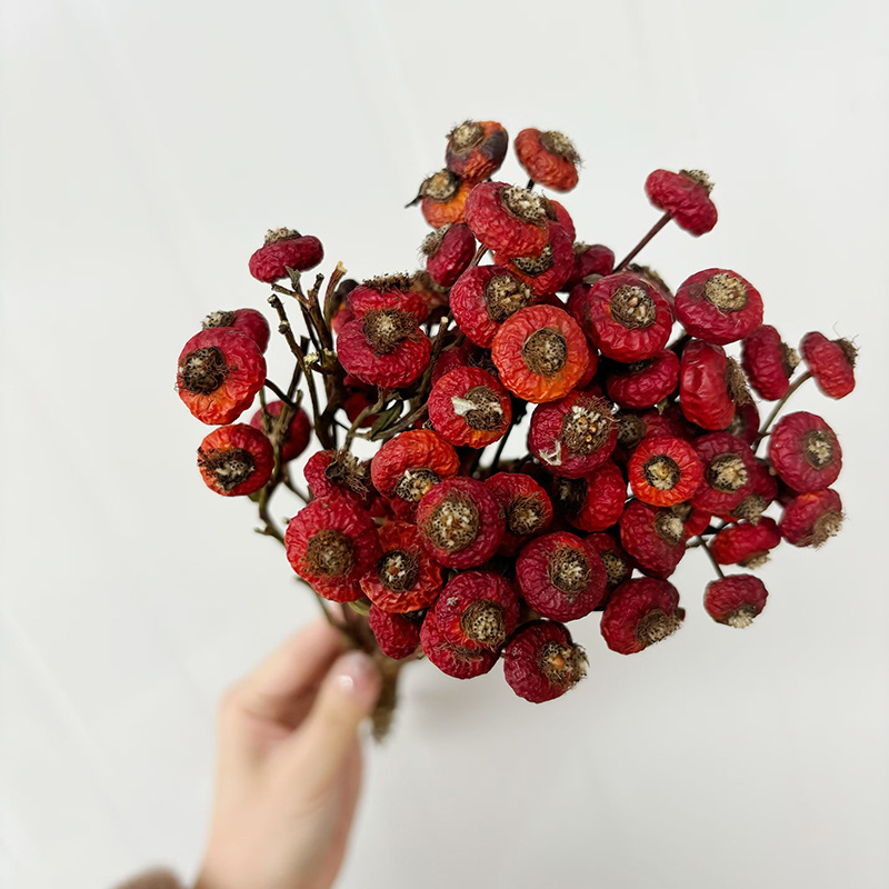10 sztuk/pęczek Suszone kwiaty – Dried Flower Bulk recenzja i cena