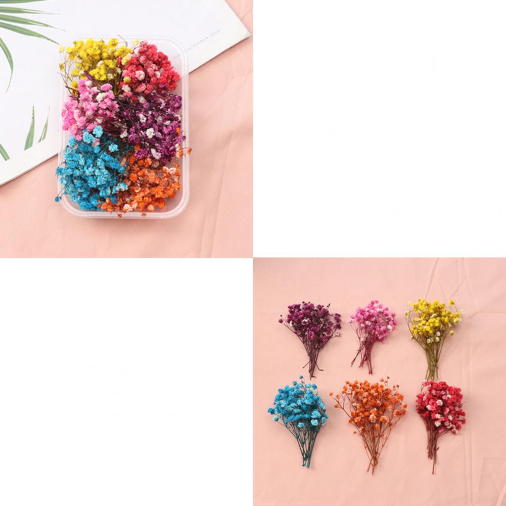 Naturalne kwiaty Zestaw suszon – Dried Flower Bulk recenzja i cena