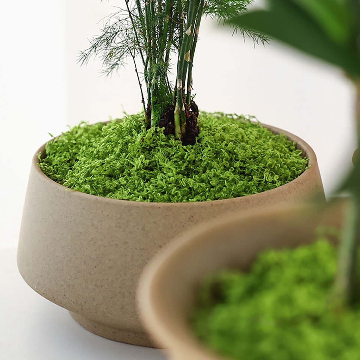 Około 20g Sztucznych Zielonych – Terrarium Moss Art recenzja i cena