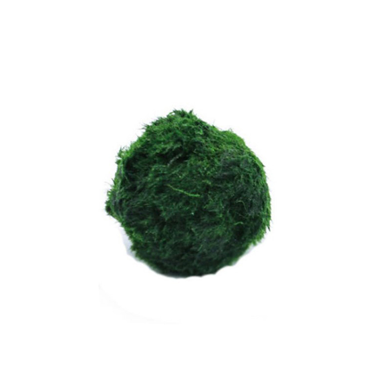 Kulki Marimo, żywąca roślinnoś – Terrarium Moss Art recenzja i cena