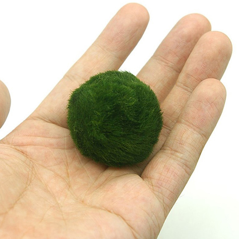 Kulki Marimo, żywąca roślinnoś – Terrarium Moss Art recenzja i cena